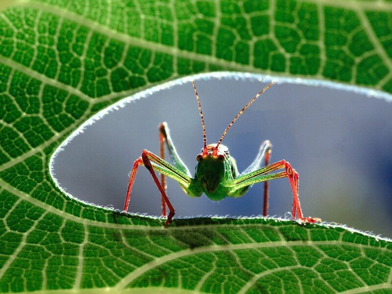 Grasshopper on a leaf