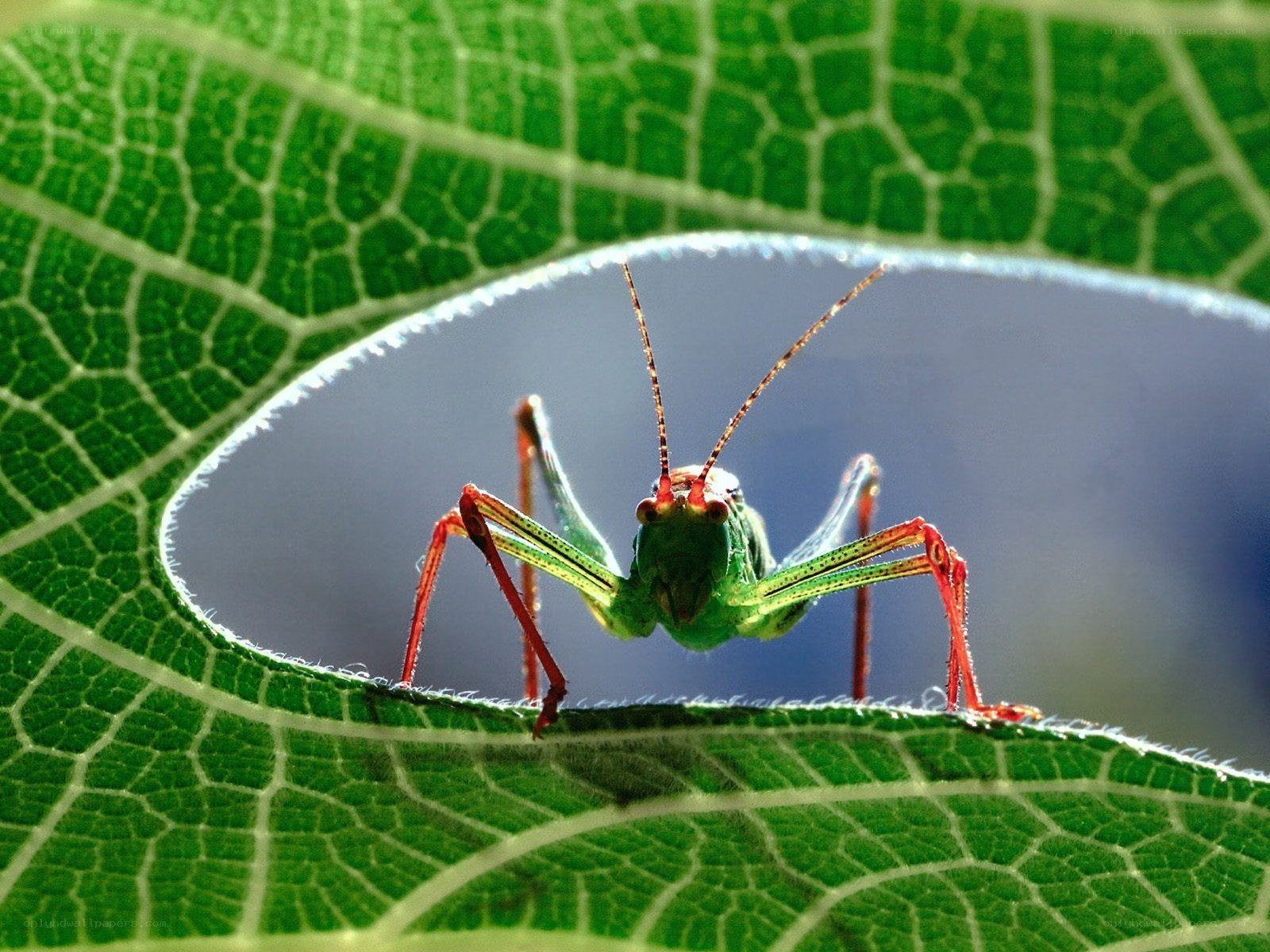 Grasshopper on a leaf