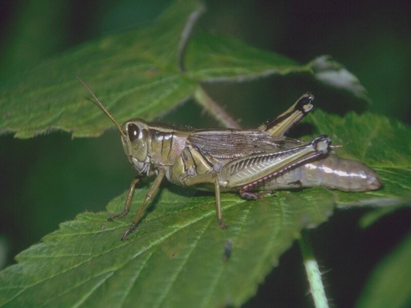 grasshopper on a leaf