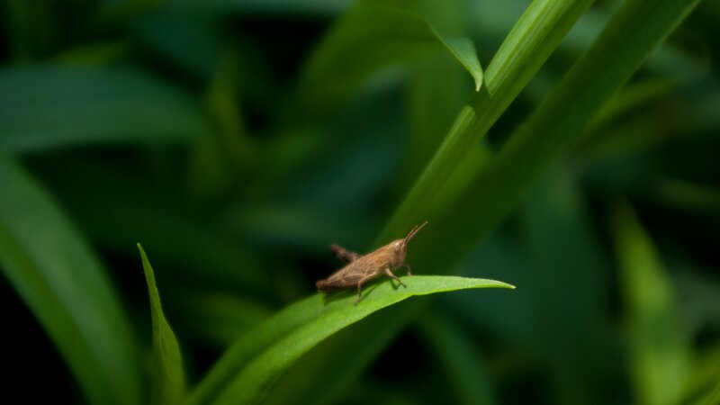 Grasshopper on a leaf