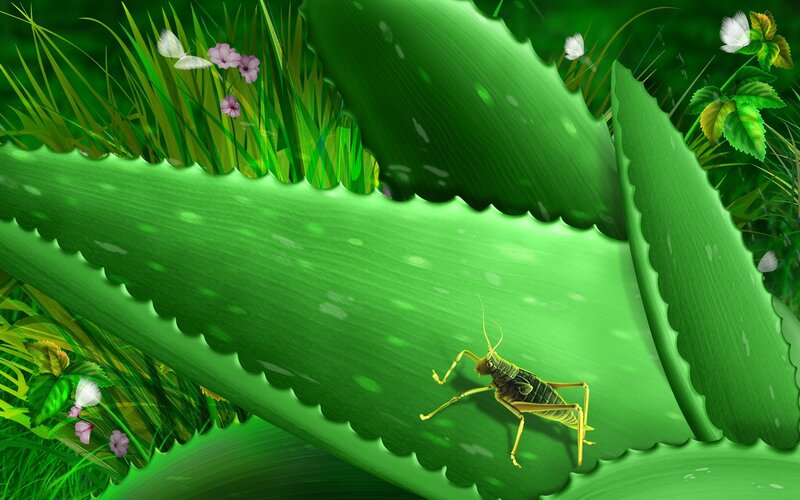 Grasshopper on a Leaf — Green