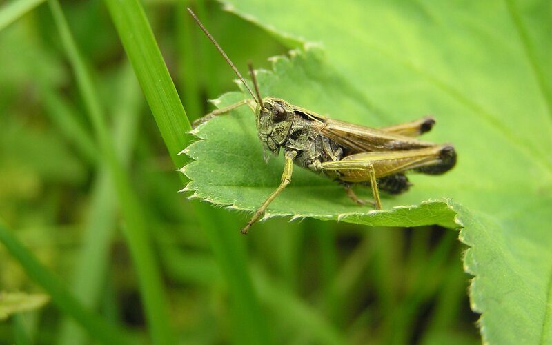 grasshopper on a leaf
