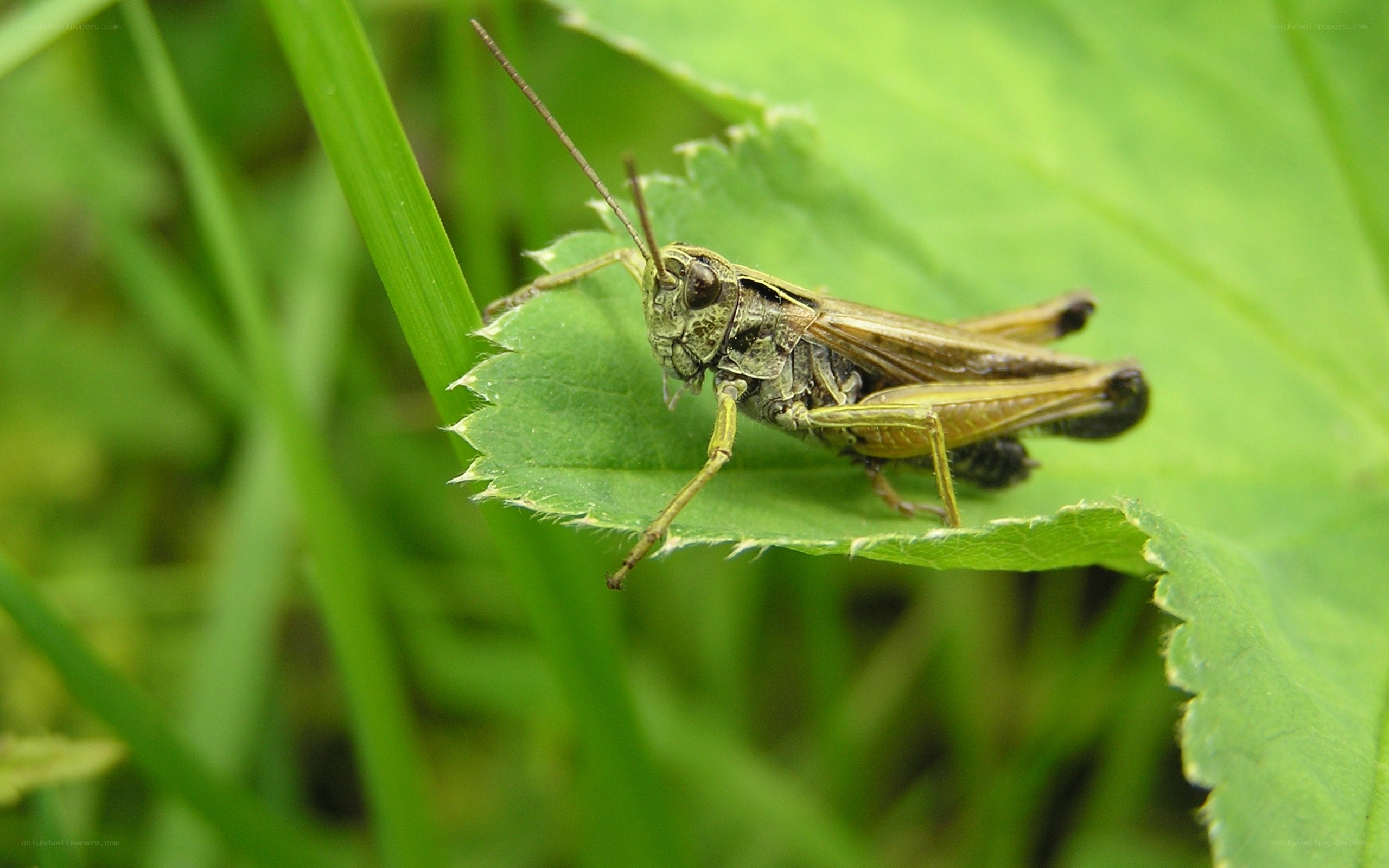 grasshopper on a leaf