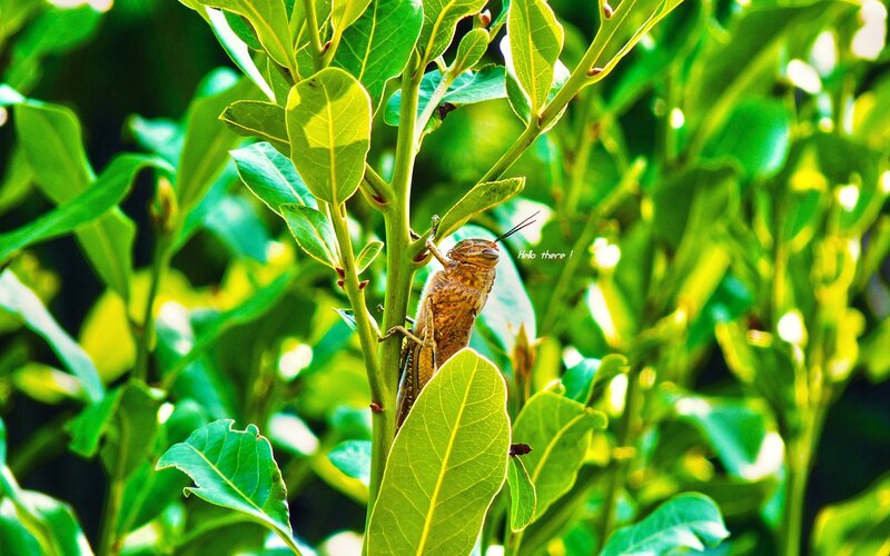 Grasshopper on a leafy plant