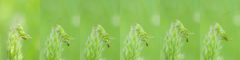 grasshopper on a plant