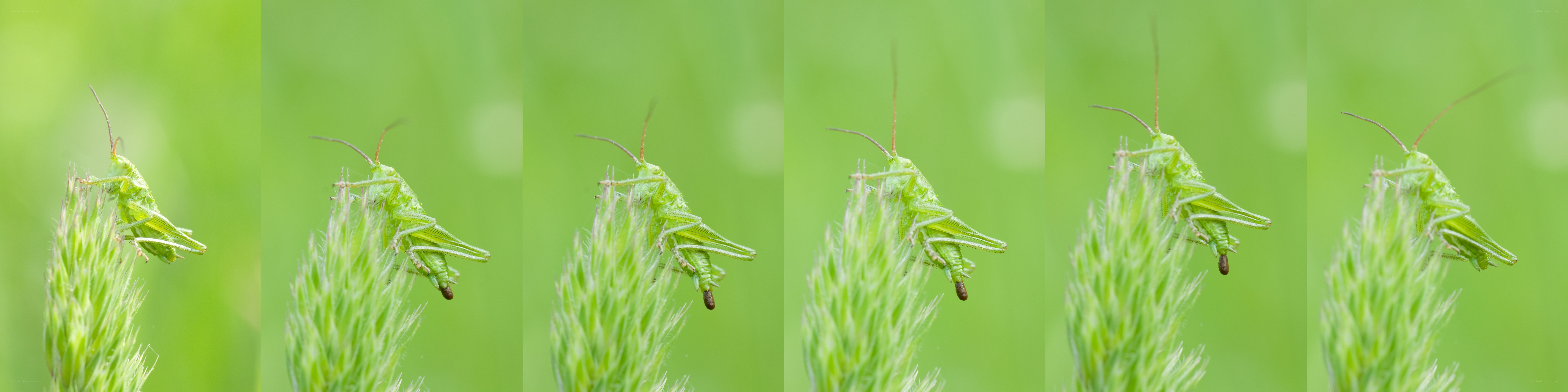 grasshopper on a plant