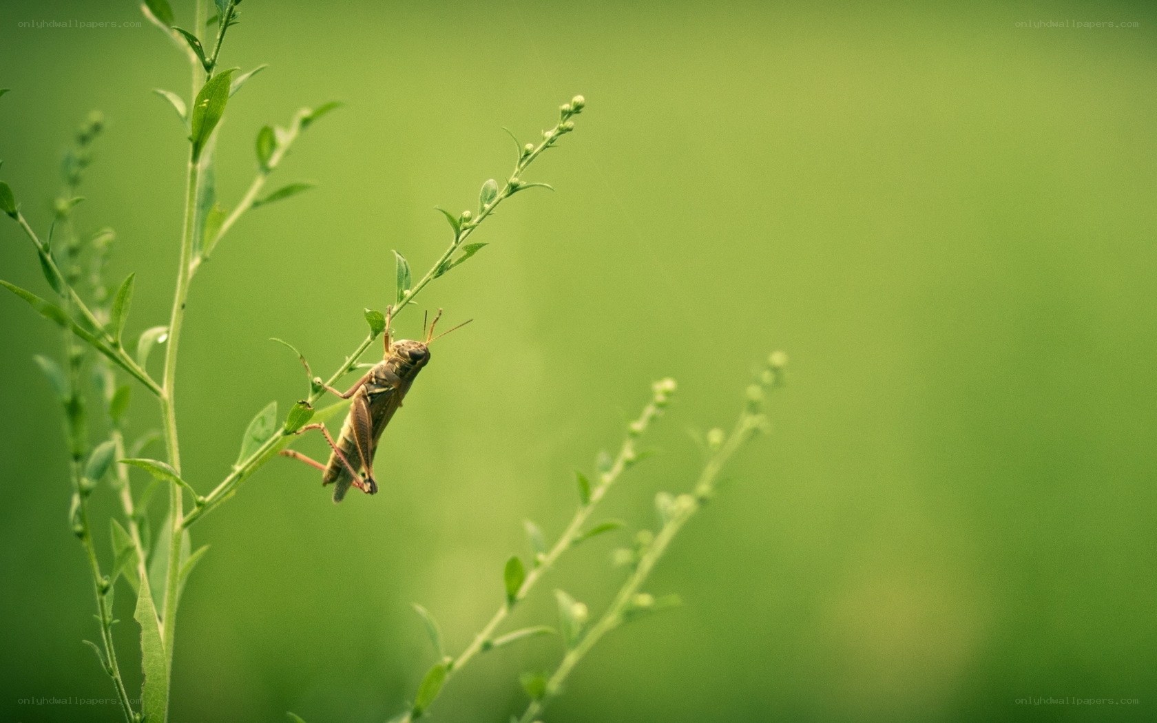 Grasshopper on a plant stem