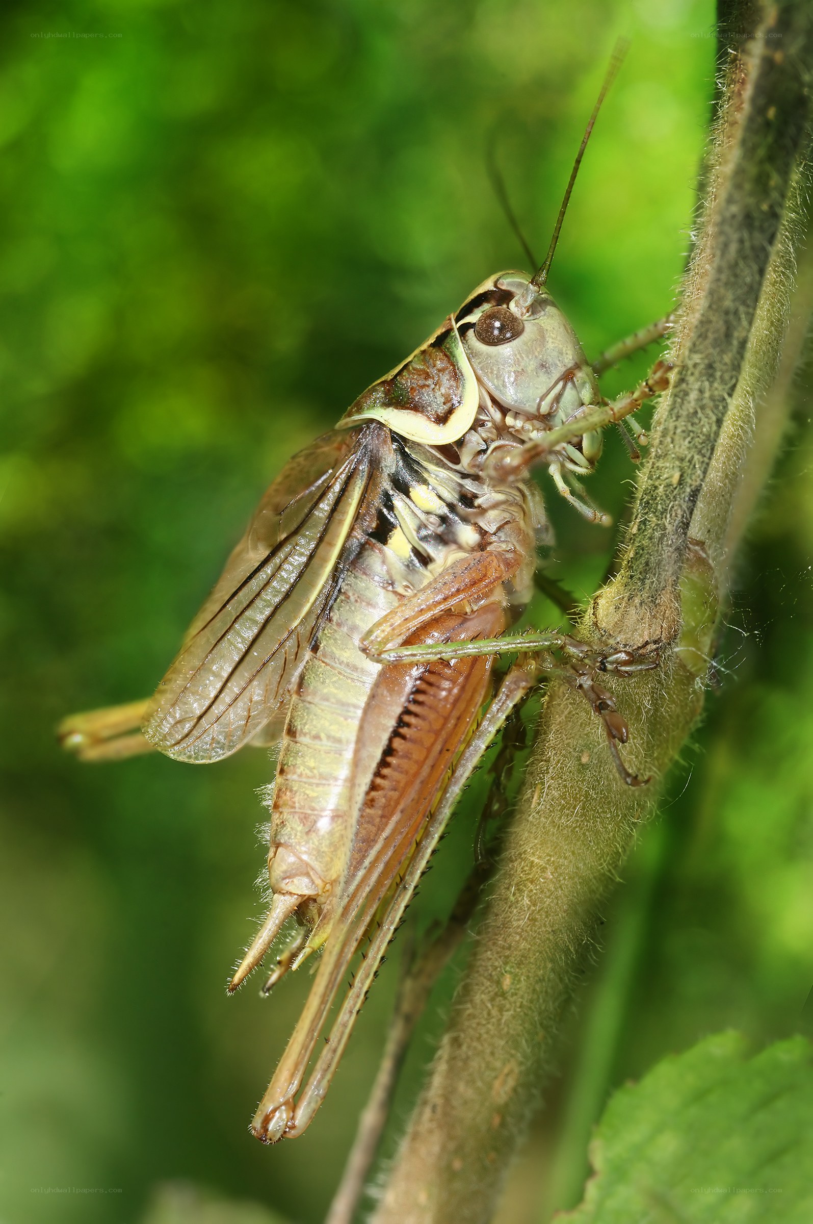 Grasshopper on a plant stem
