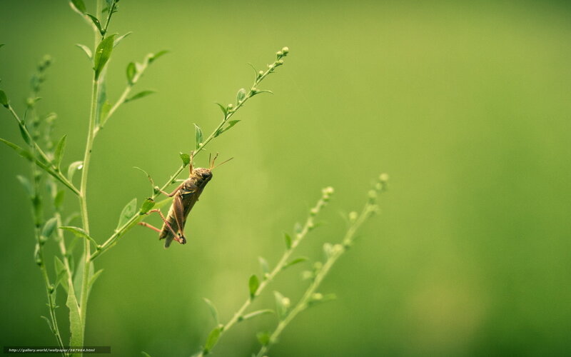 Grasshopper on a plant