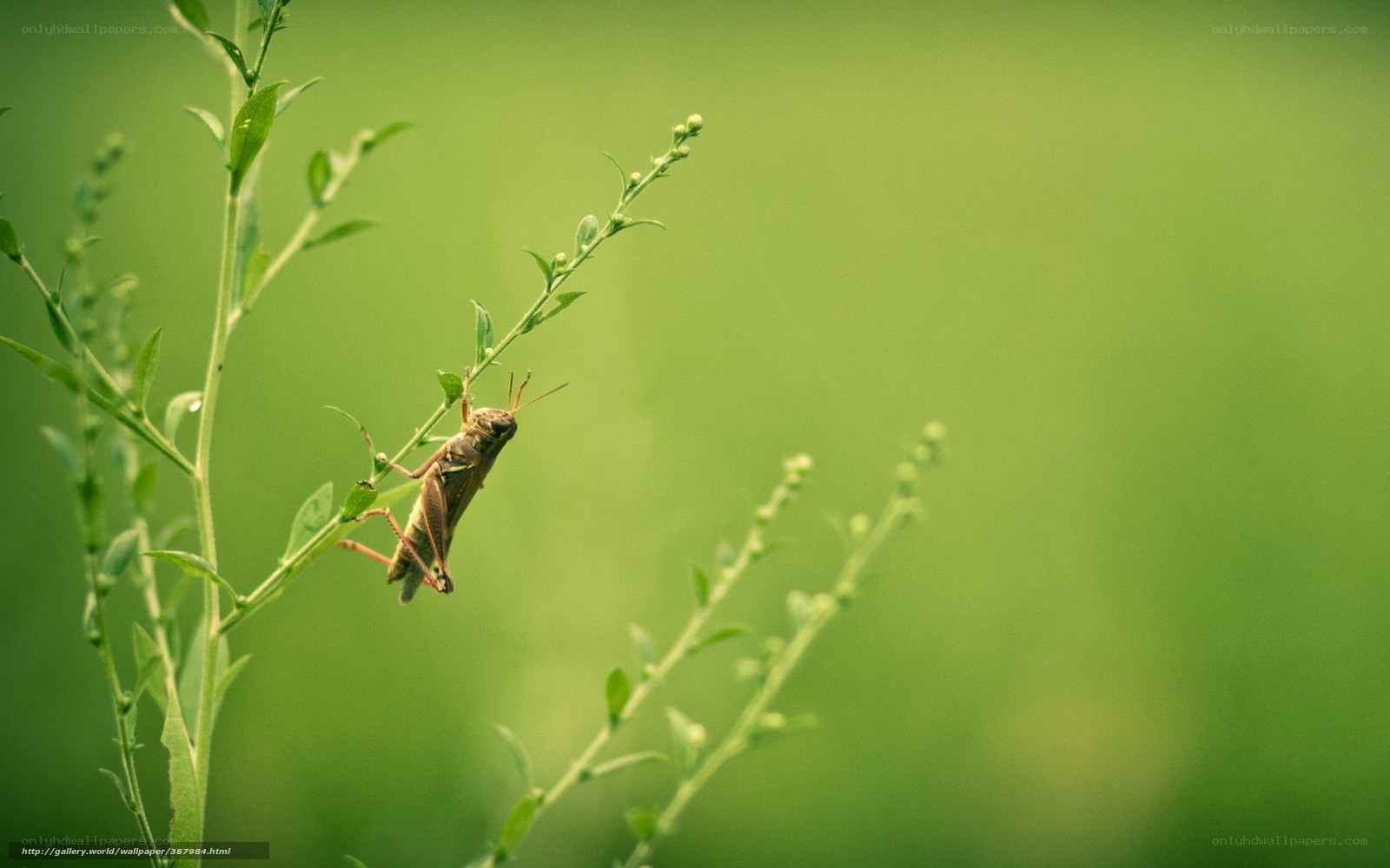 Grasshopper on a plant