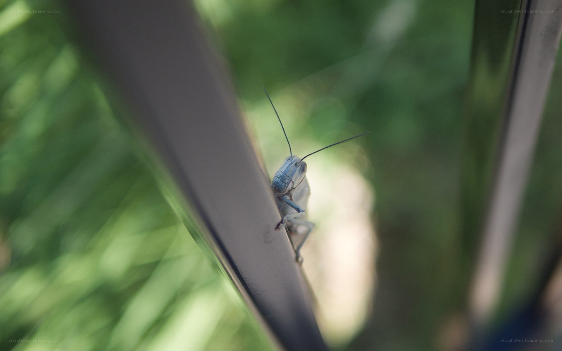 grasshopper on a railing