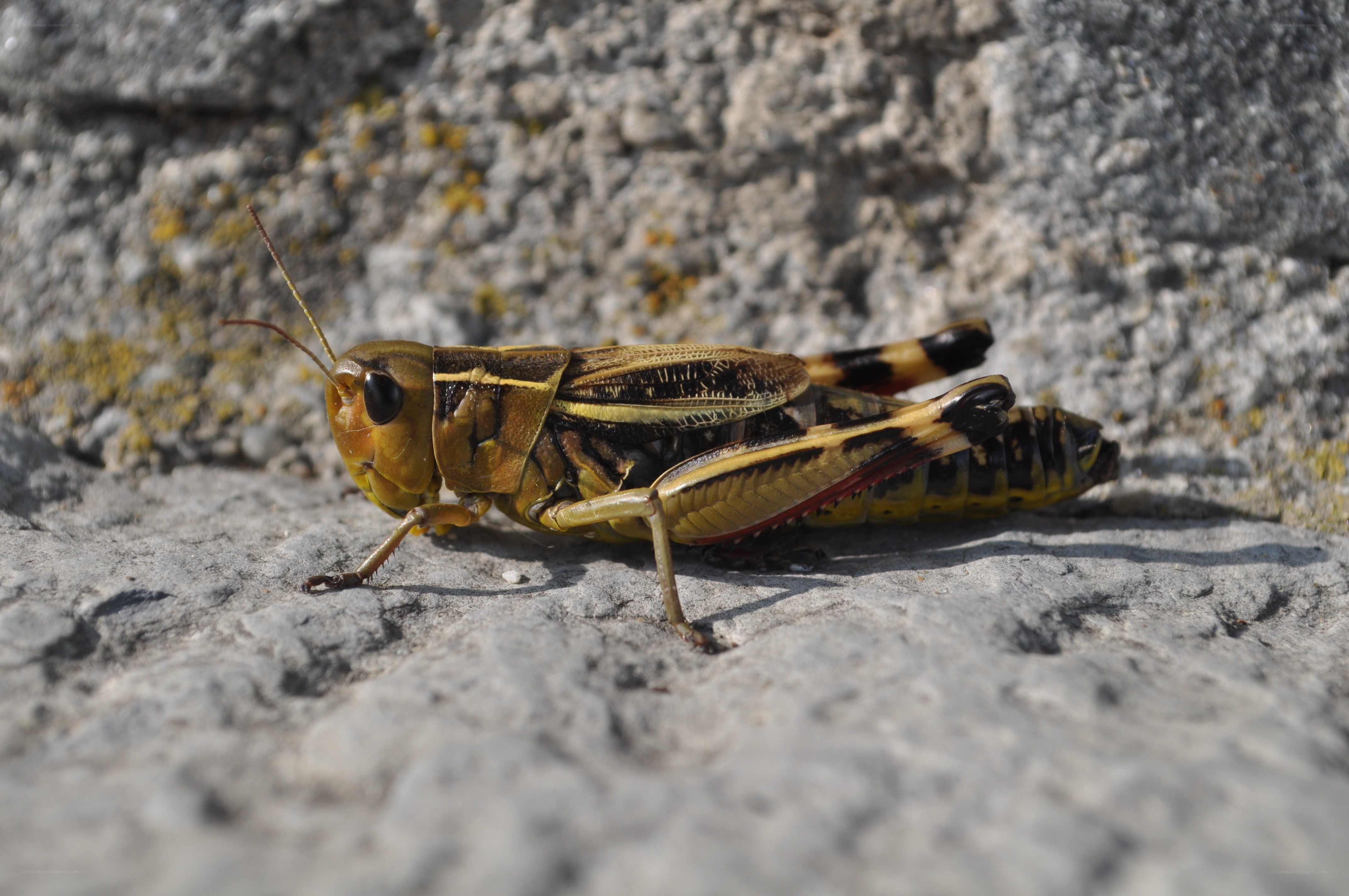 Grasshopper on a rock