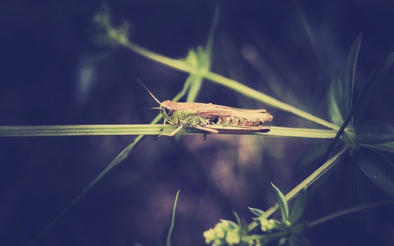 Grasshopper on a Stem
