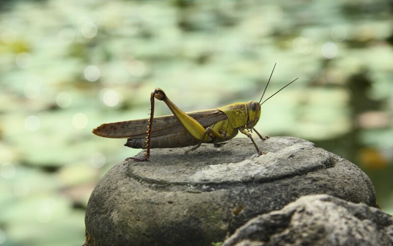 Grasshopper on a stone