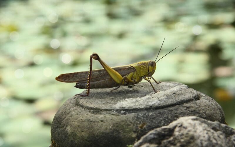 Grasshopper on a stone