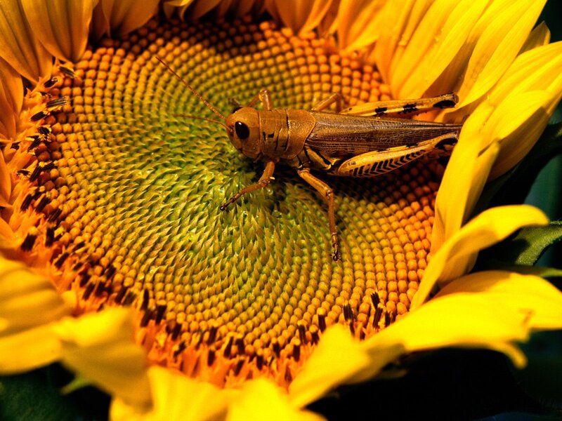 Grasshopper on a sunflower