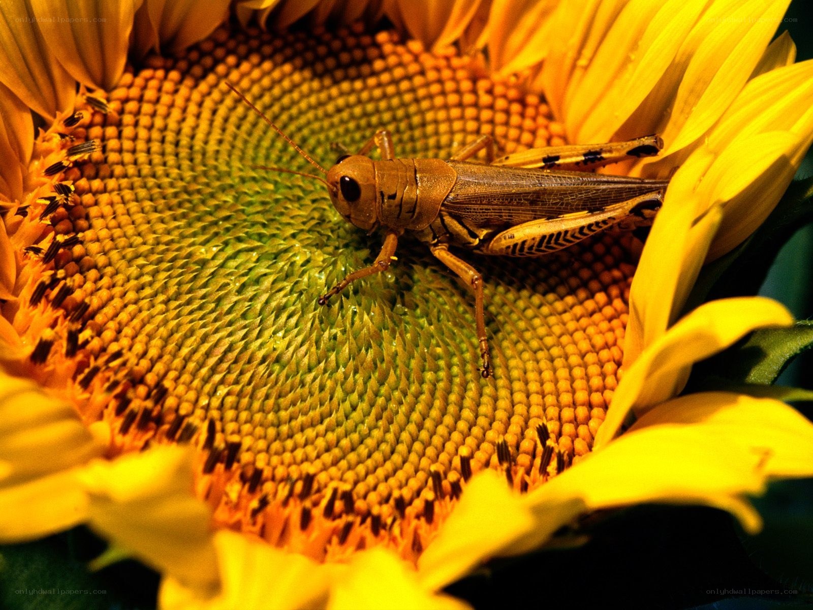 Grasshopper on a sunflower