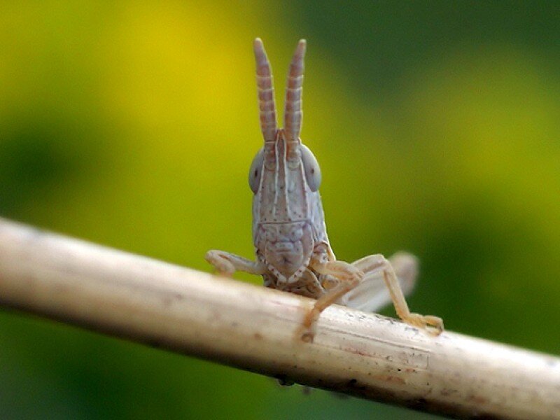 grasshopper on a twig