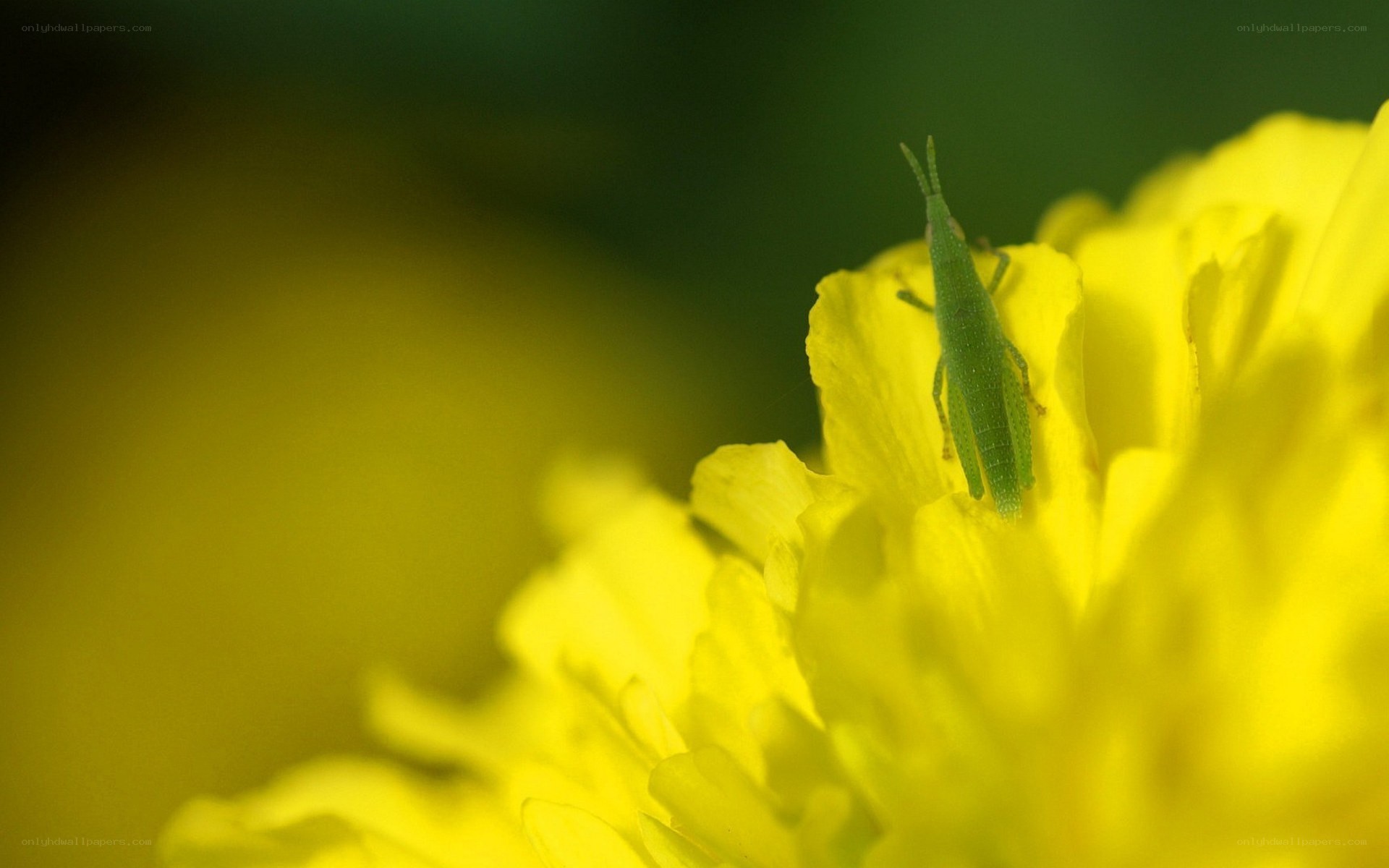 Grasshopper on a yellow flower
