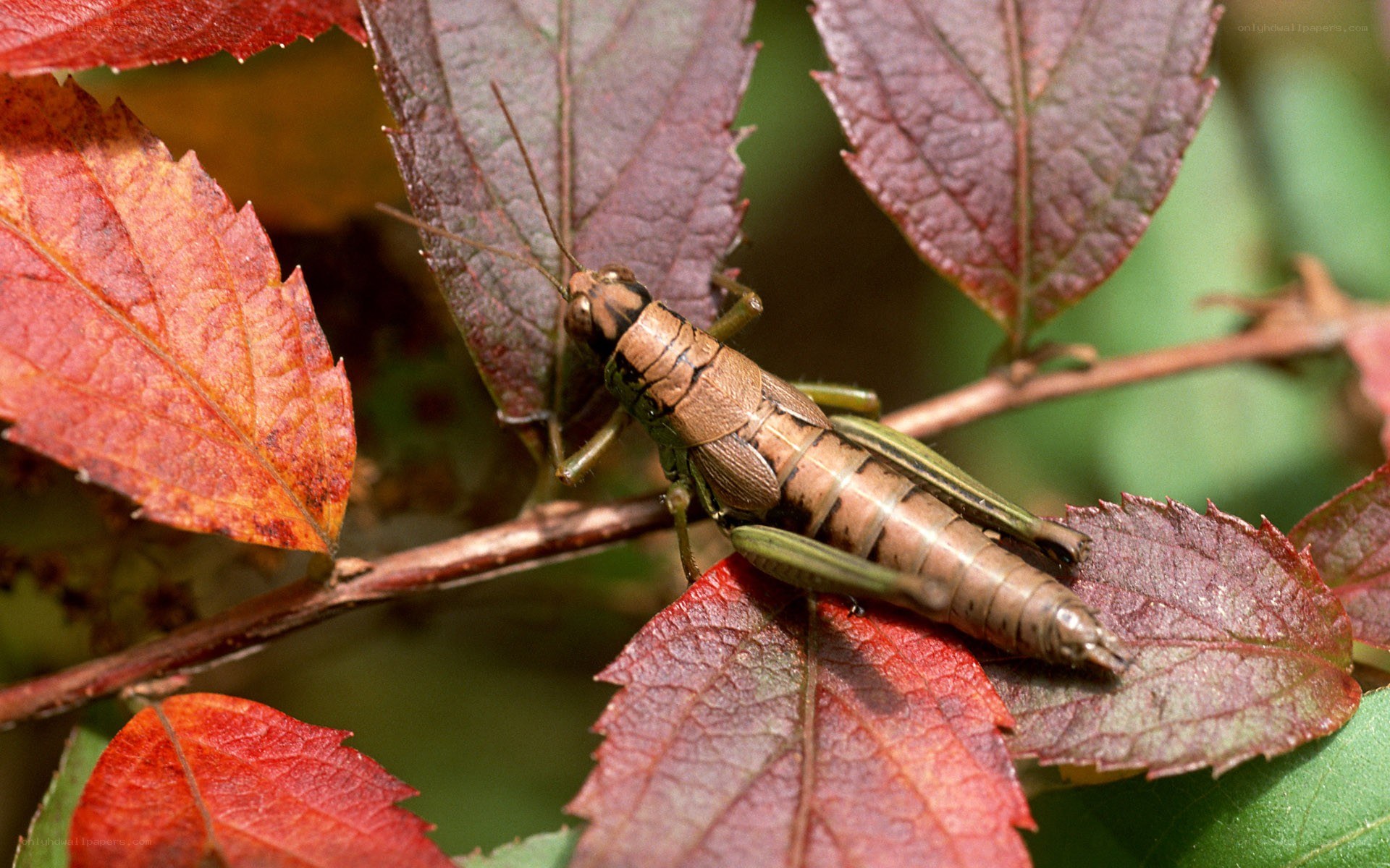 grasshopper on autumn leaves