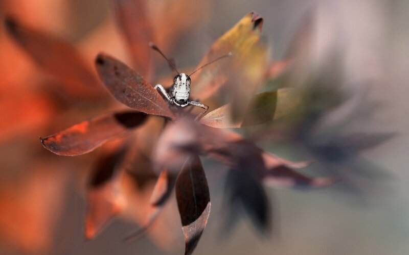 Grasshopper on autumn leaves