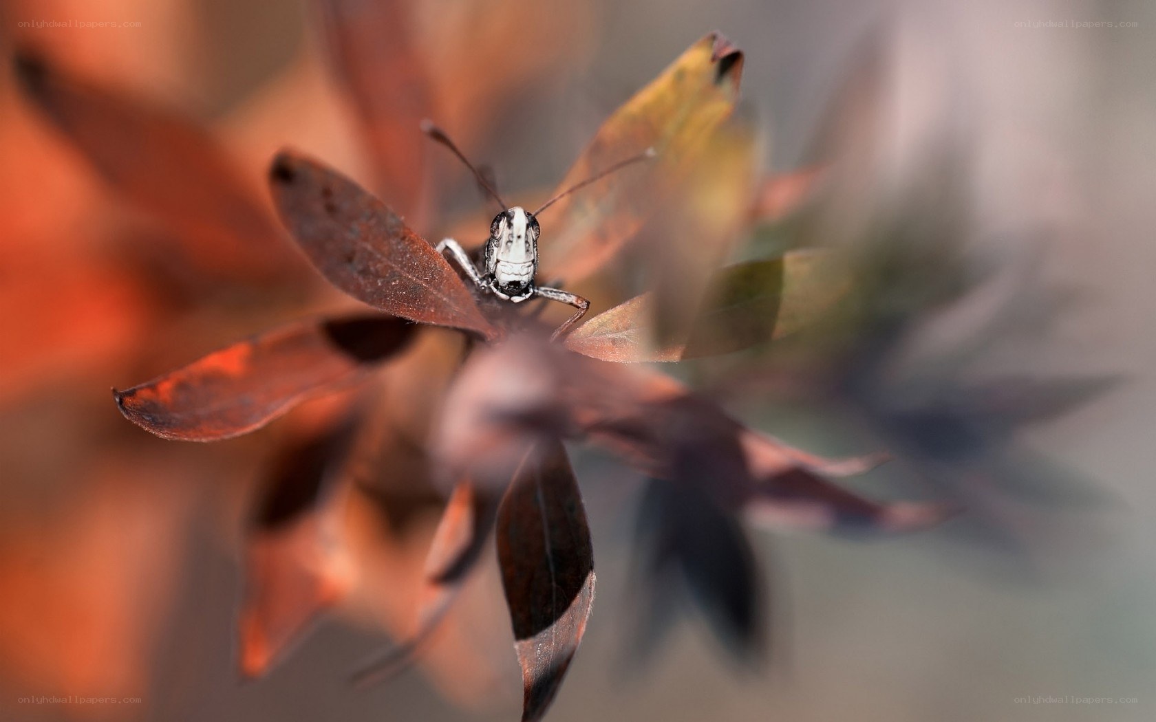 Grasshopper on autumn leaves