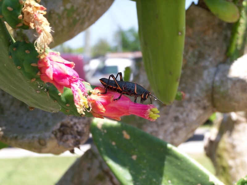 grasshopper on cactus flower