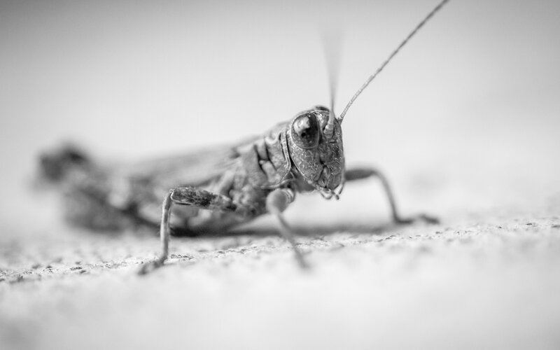 Grasshopper on Concrete — Black