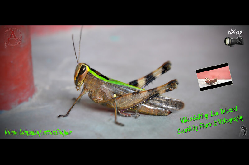 Grasshopper on Concrete — Brown