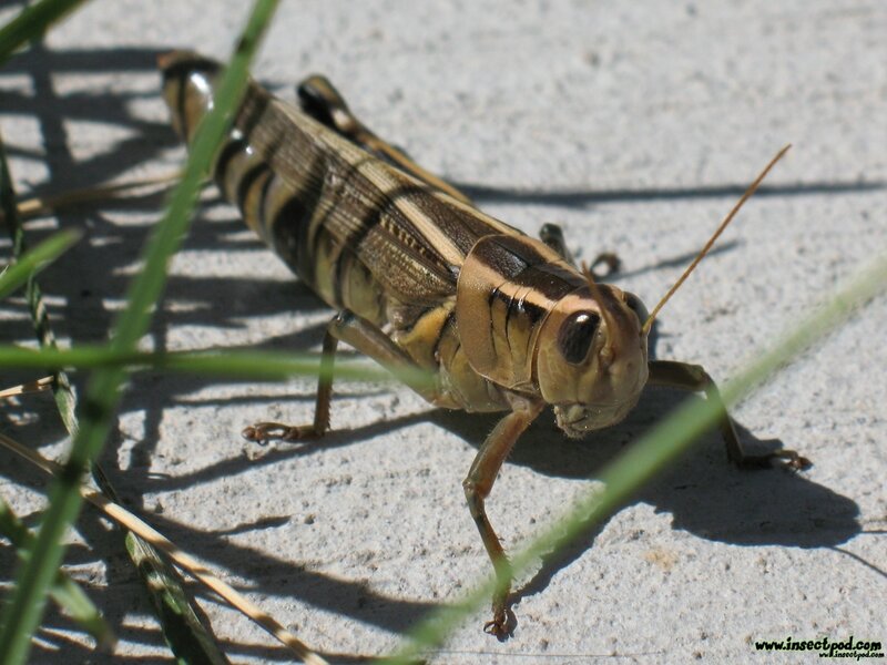 Grasshopper on concrete