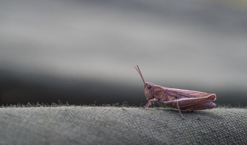 Grasshopper on fabric