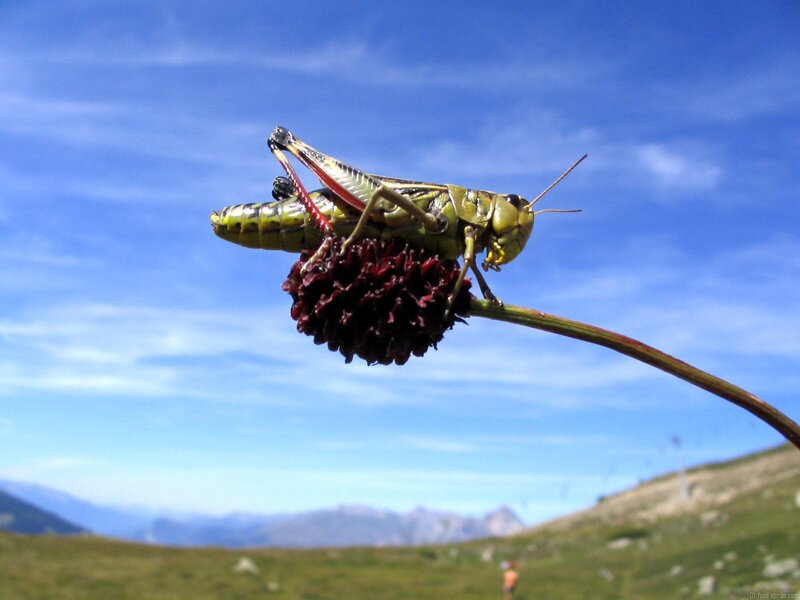 Grasshopper on Flower — Blue