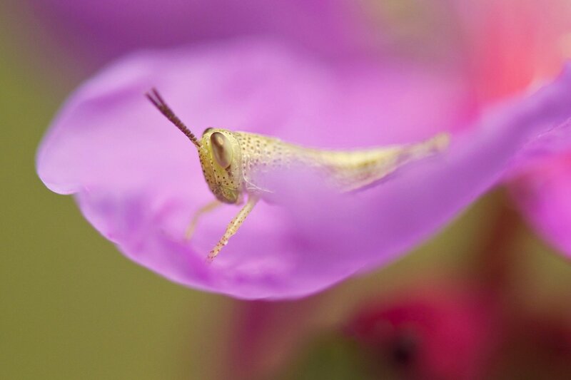 Grasshopper on Flower Petal