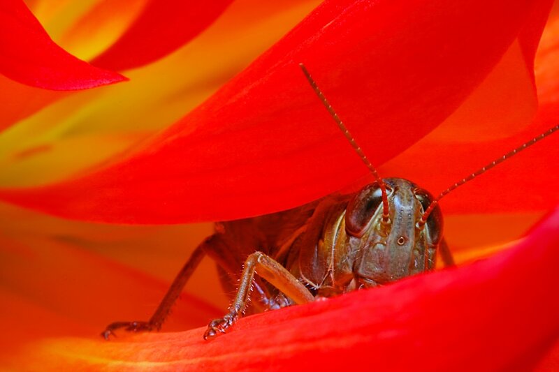 Grasshopper on Flower — Red