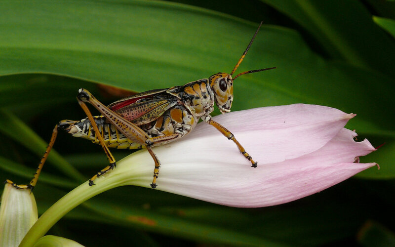Grasshopper on Flower