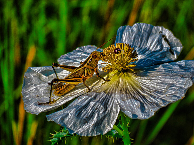 Grasshopper on Flower — White