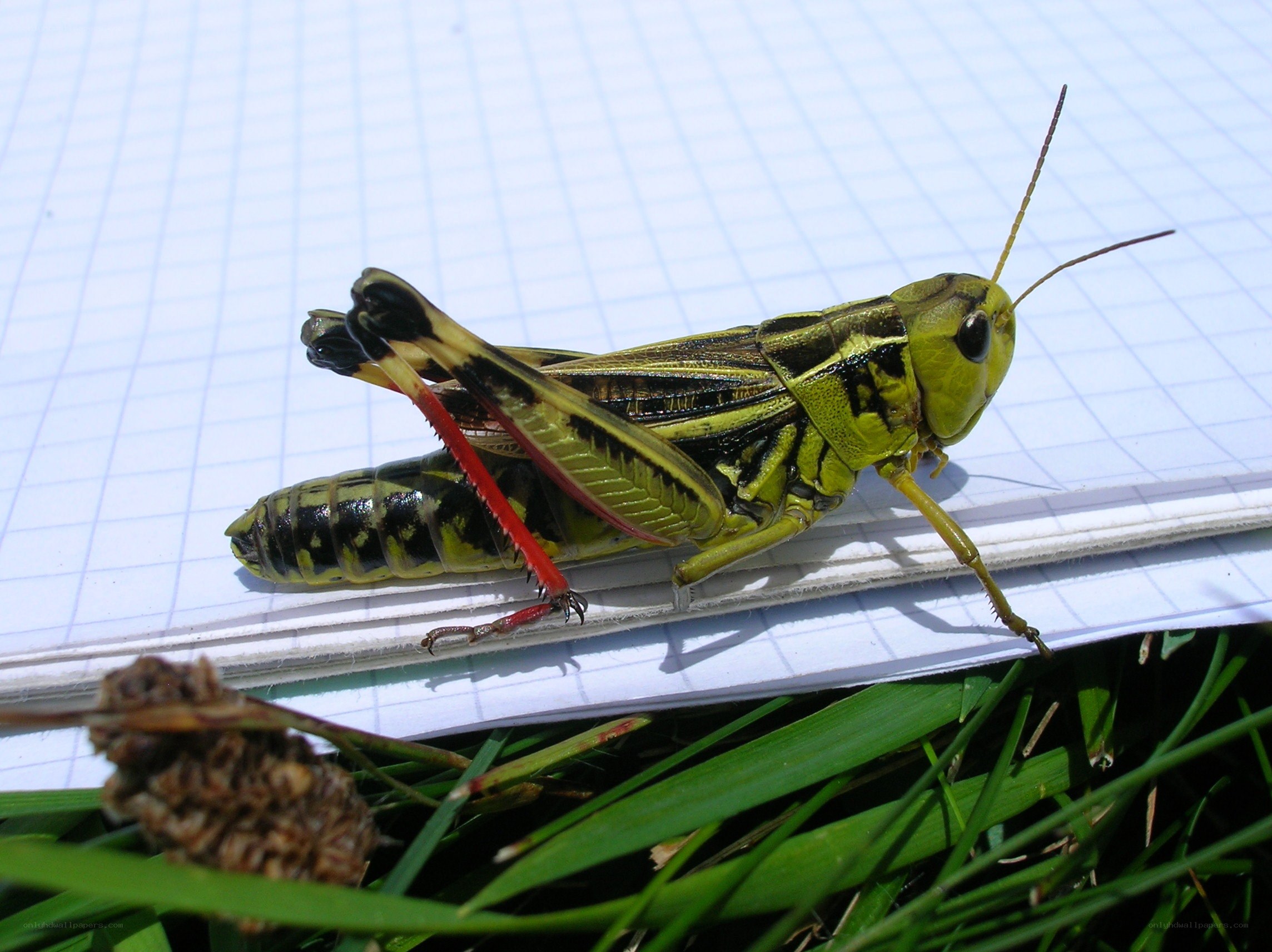 Grasshopper on graph paper