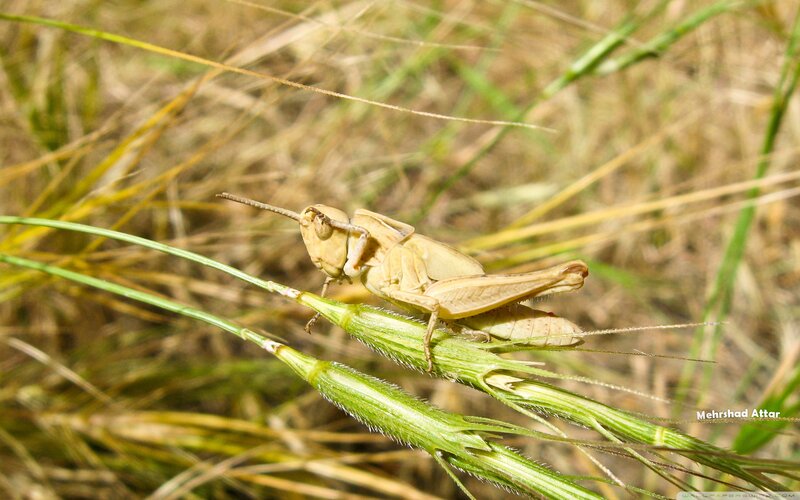 Grasshopper on Grass — Green