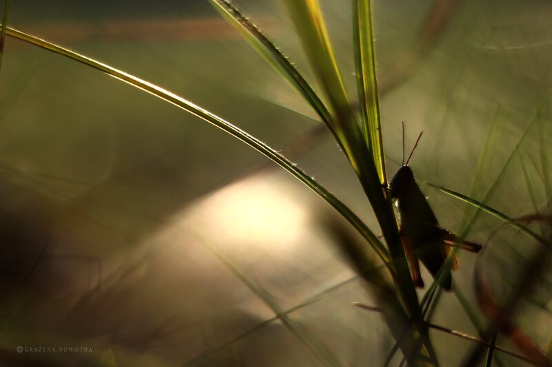 Grasshopper on Grass