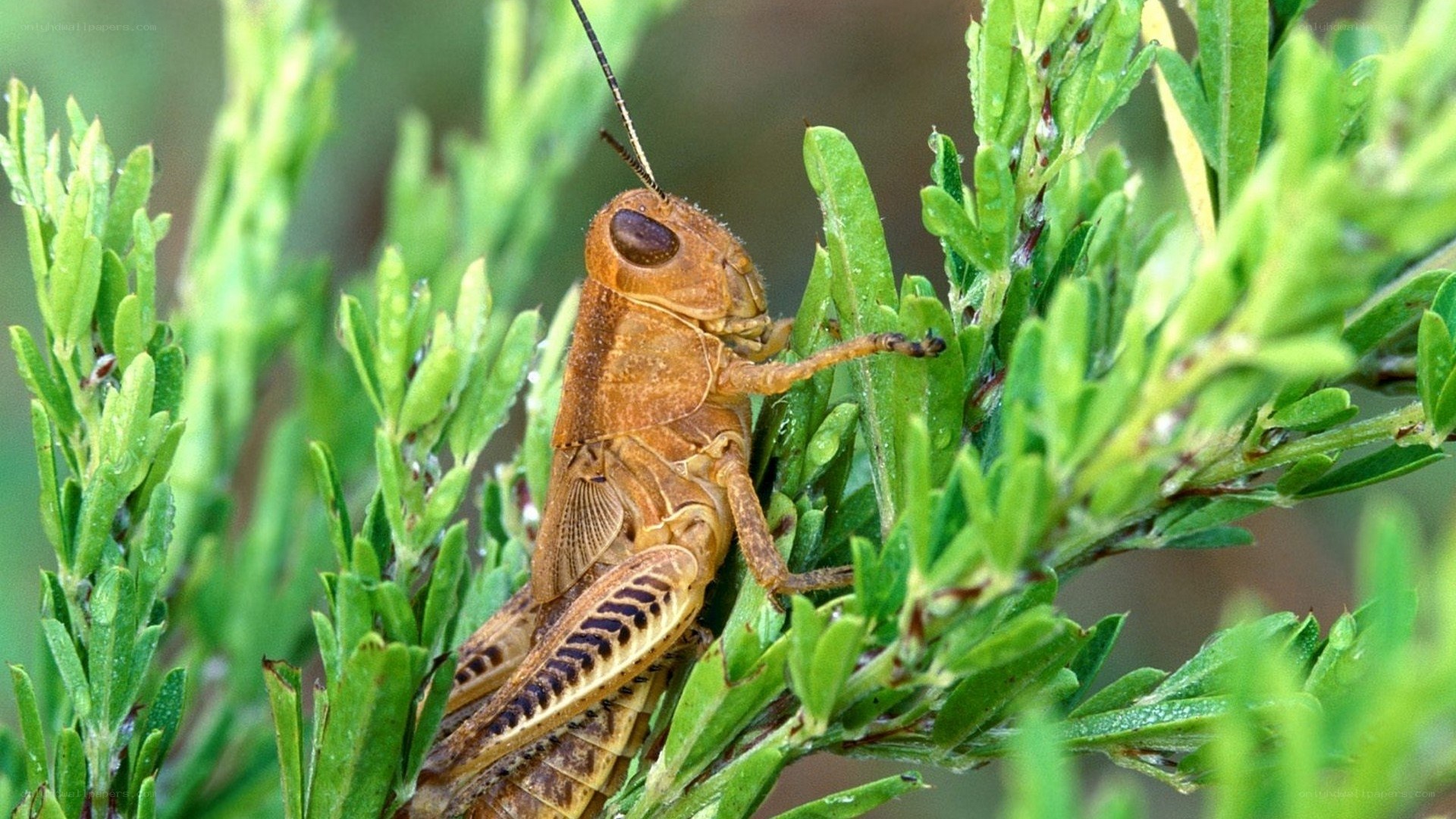 grasshopper on green foliage
