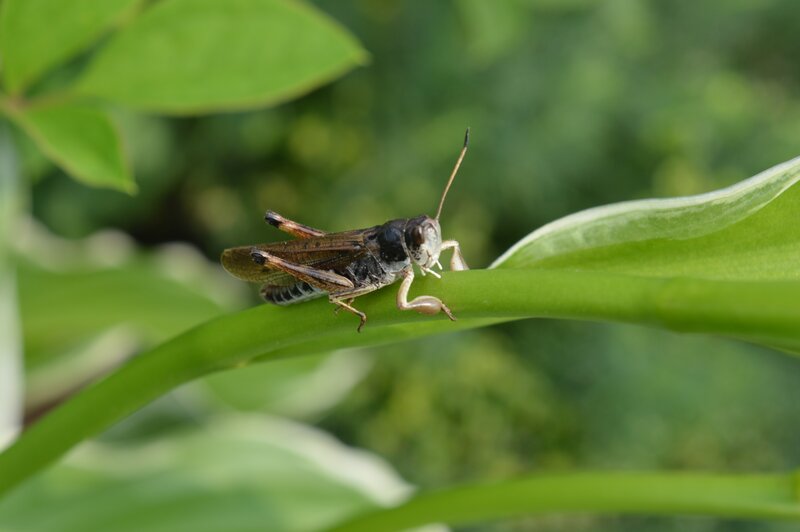 Grasshopper on Green Leaf — Calm