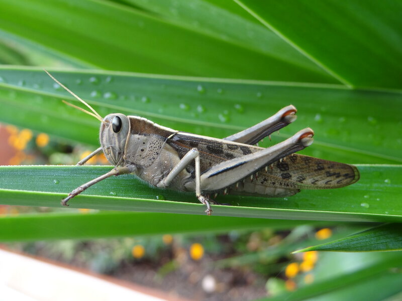 Grasshopper on Green Leaf — Natural, Morning