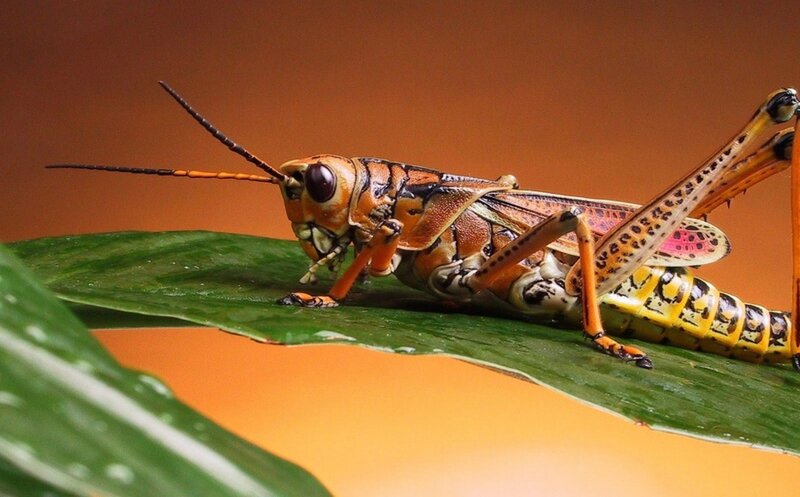 Grasshopper on Green Leaf — Natural