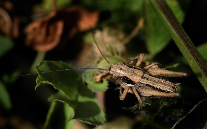 grasshopper on green leaf
