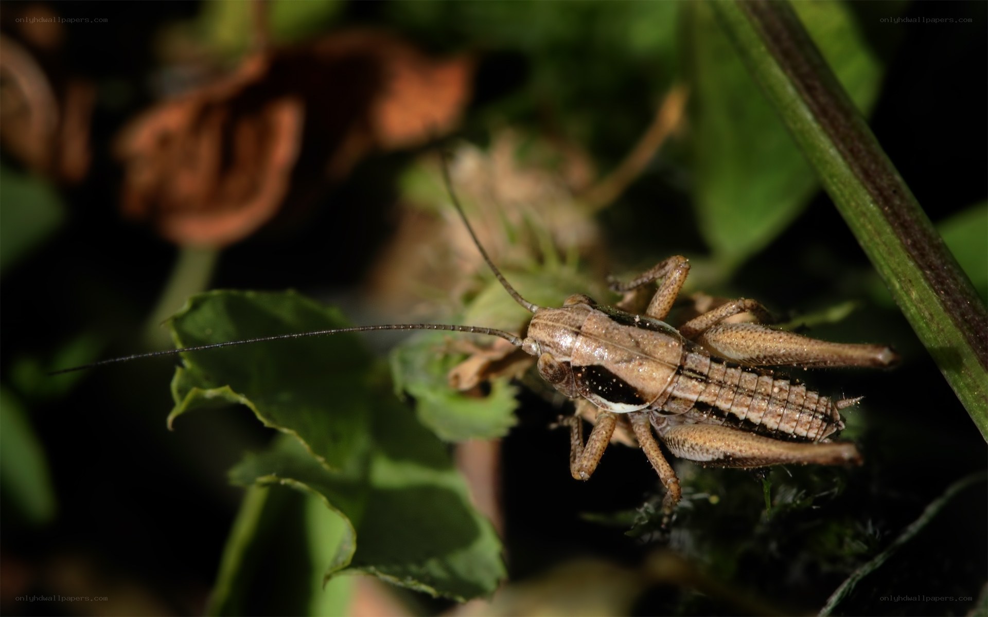 grasshopper on green leaf