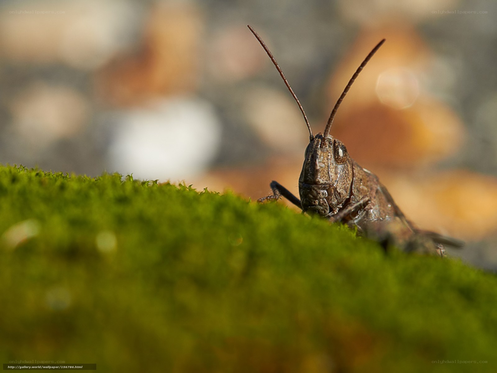 Grasshopper on green moss