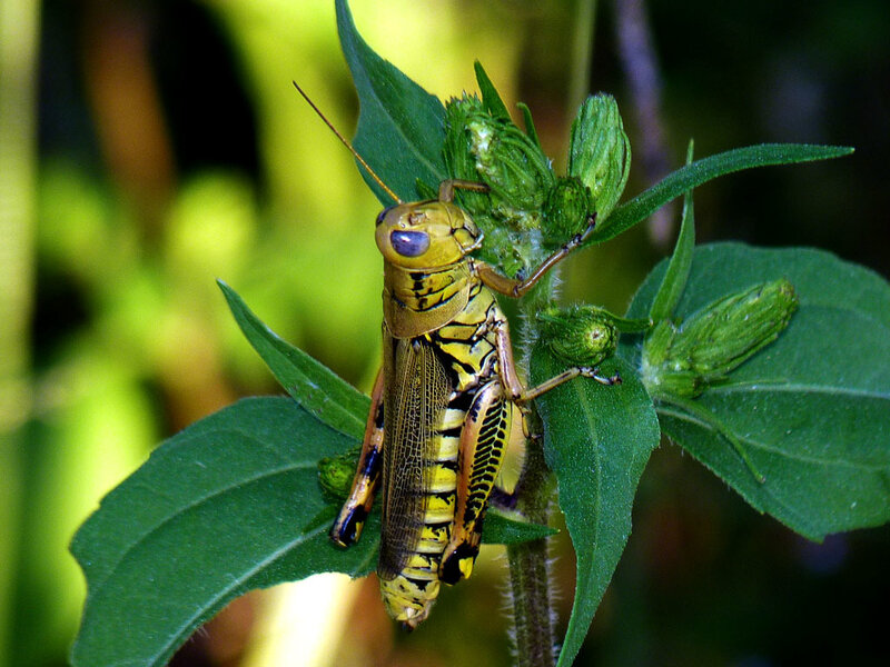 Grasshopper on green plant