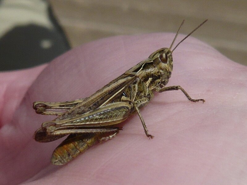 Grasshopper on Hand — Brown