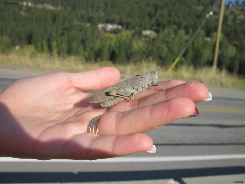 Grasshopper on Hand