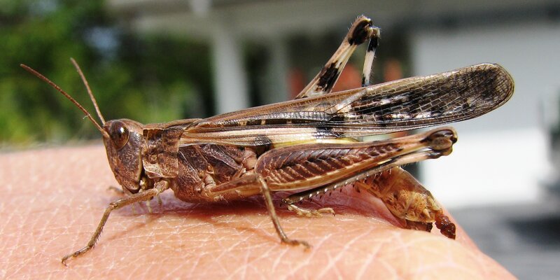 grasshopper on human hand